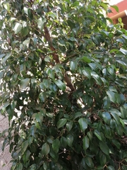 Maclura tinctoria