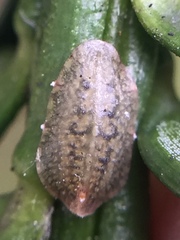 Pulvinaria camelicola