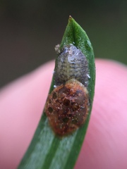 Pulvinaria camelicola
