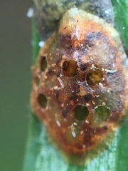 Pulvinaria camelicola