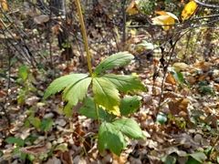 Sanicula marilandica
