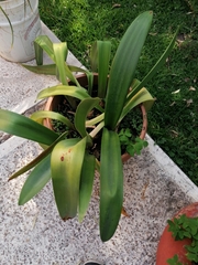 Agave desmettiana