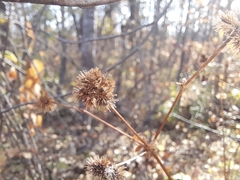 Sanicula marilandica