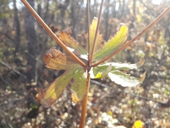 Sanicula marilandica