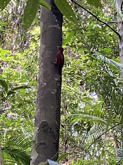 Chrysophlegma miniaceum