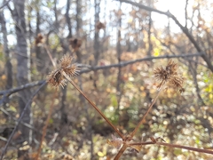 Sanicula marilandica