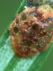 Pulvinaria camelicola