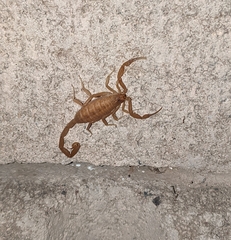 Centruroides sculpturatus