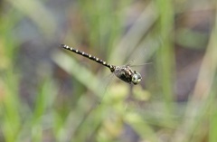 Gomphaeschna furcillata