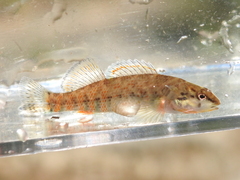 Etheostoma caeruleum