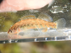 Etheostoma caeruleum