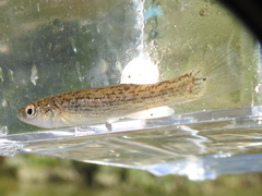 Fundulus catenatus