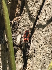 Tegea atropicta