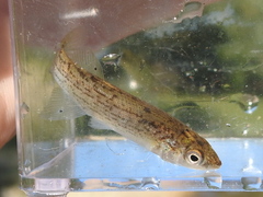 Fundulus catenatus