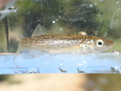 Fundulus catenatus