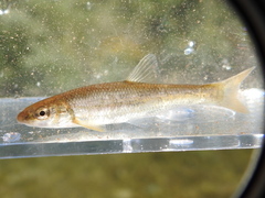 Campostoma oligolepis