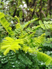 Acaciella