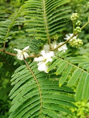 Acaciella