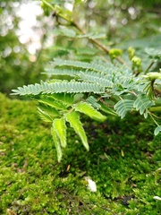 Acaciella