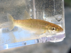 Campostoma oligolepis
