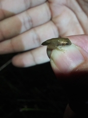 Hyla femoralis