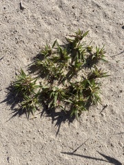 Munroa squarrosa