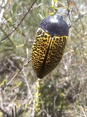 Stigmodera macularia