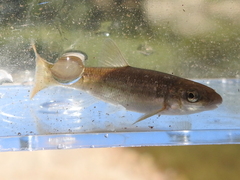 Campostoma oligolepis