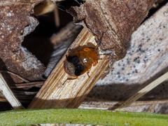 Geocoris megacephalus