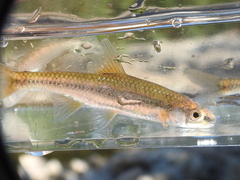 Notropis nubilus