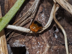 Geocoris megacephalus