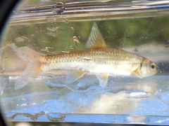 Notropis nubilus