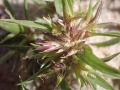 Munroa squarrosa