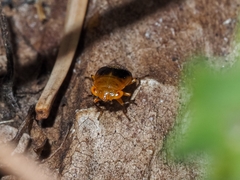 Geocoris megacephalus