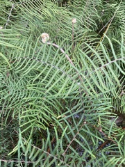 Gleichenia