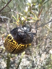 Stigmodera macularia