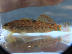 Etheostoma caeruleum