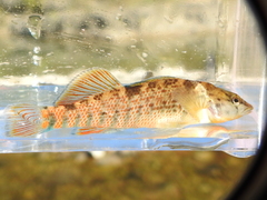 Etheostoma caeruleum