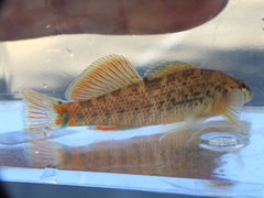Etheostoma caeruleum