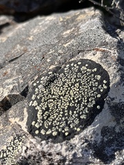 Rhizocarpon