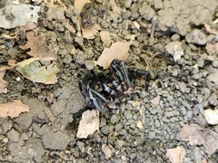 Sphodros niger