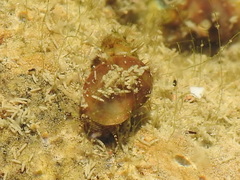 Pleuroceridae