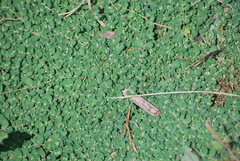 Euphorbia serpens