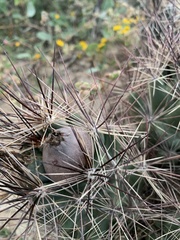 Coryphantha macromeris macromeris