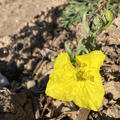 Oenothera hartwegii