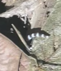 Bungarus multicinctus