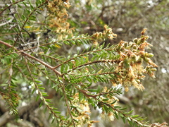Melaleuca sieberi