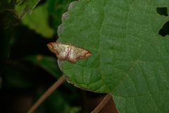 Idaea impexa