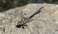 Phanogomphus descriptus