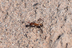 Novomessor albisetosus